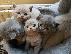 PoulaTo: male and female british shorthair kittens for adoption